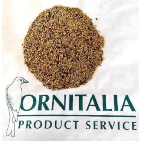 canarini-extra-ornitalia-1111